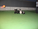 DOG CLUB IST-3