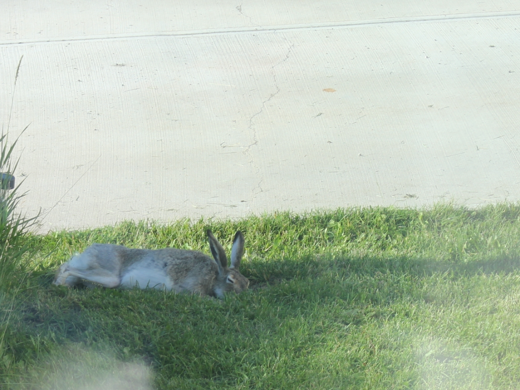 今日は31度もあってウサギも夏バテ 国際結婚 カルガリー 日記