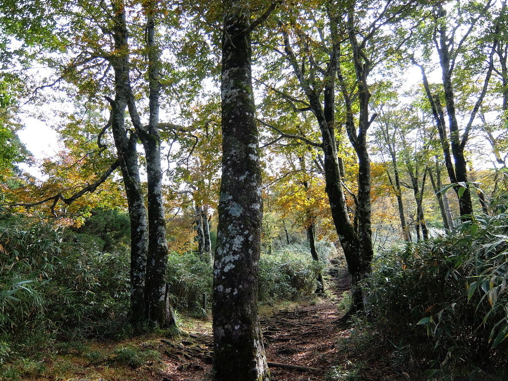 氷ノ山 申し訳ない登山 素直なこころで 知 愚銛 氷ノ山 申し訳ない登山 素直なこころで 知 愚銛