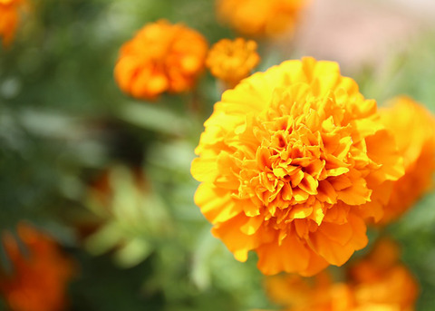 E3839EE383AAE383BCE382B4E383BCE383ABE38389