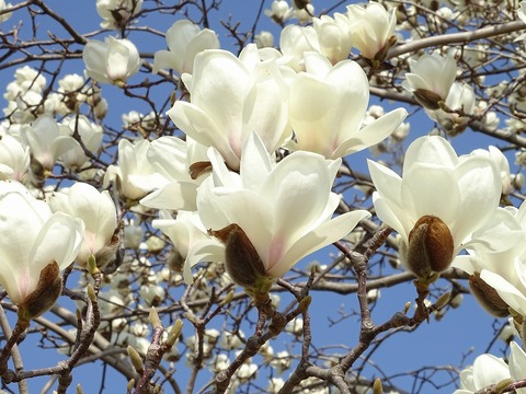 20230307hakumokuren-5