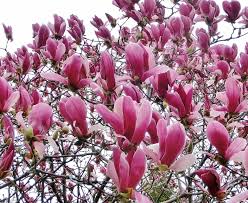 08cd2afc6ceca2effbe4bf381f2286cc