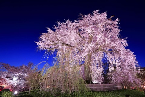 4月　夜桜