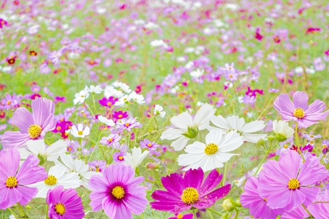 ca9ccd0420504239b6d7a2a06ccc45a9