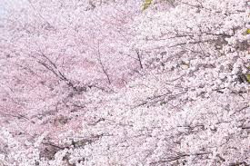 1-pixta_19646900_XL-1024x683
