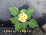 千尋進学塾 つぼみ 秋