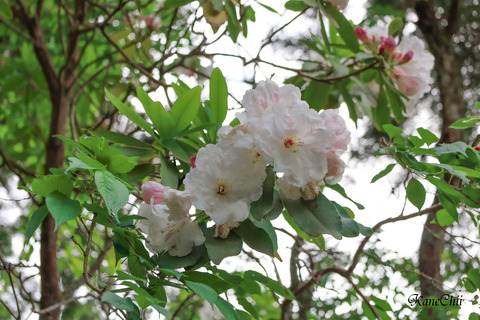 御岩神社(花)編集済