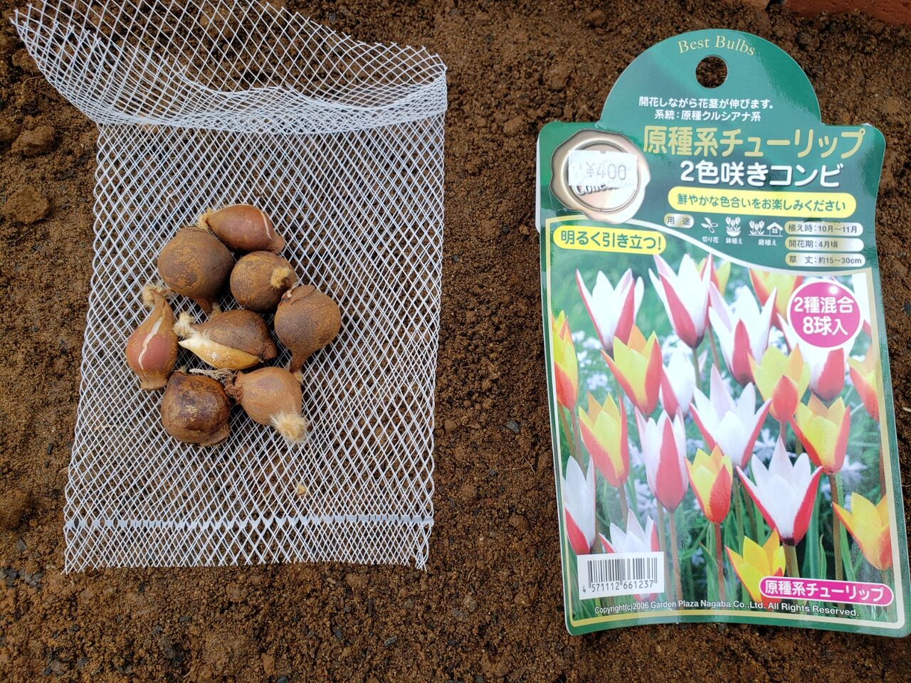 原種系チューリップを植えてみよう 楽に いつでも花咲く庭を目指して