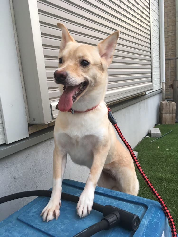 卒業犬 元ケリーちゃん きなこちゃん近況報告 小さな命を守る会 命をつなごう 卒業犬 元ケリーちゃん きなこちゃん近況報告 小さな命を守る会 命をつなごう