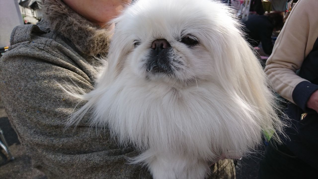Resultado de imagen para 犬 Pekingese 花