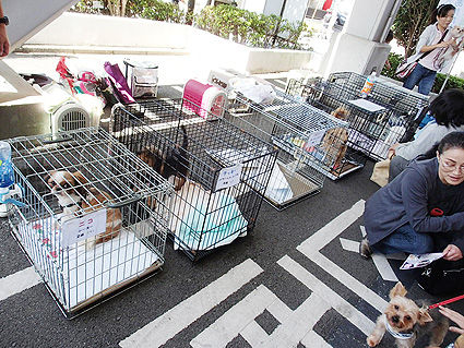 28日 町田市保健所の譲渡会のご報告 小さな命を守る会 命をつなごう 28日 町田市保健所の譲渡会のご報告 小さな命を守る会 命をつなごう
