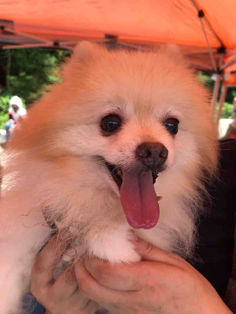 ７月１２日譲渡会ご報告 参加犬 小さな命を守る会 命をつなごう