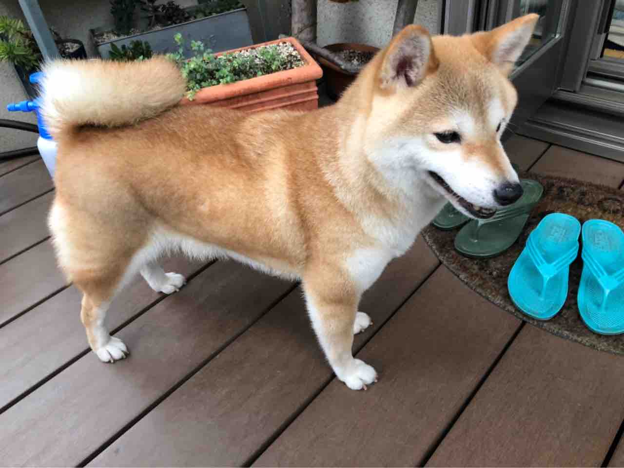 豆柴のさくら 里親募集中 小さな命を守る会 命をつなごう 豆柴のさくら 里親募集中 小さな命を守る会 命をつなごう