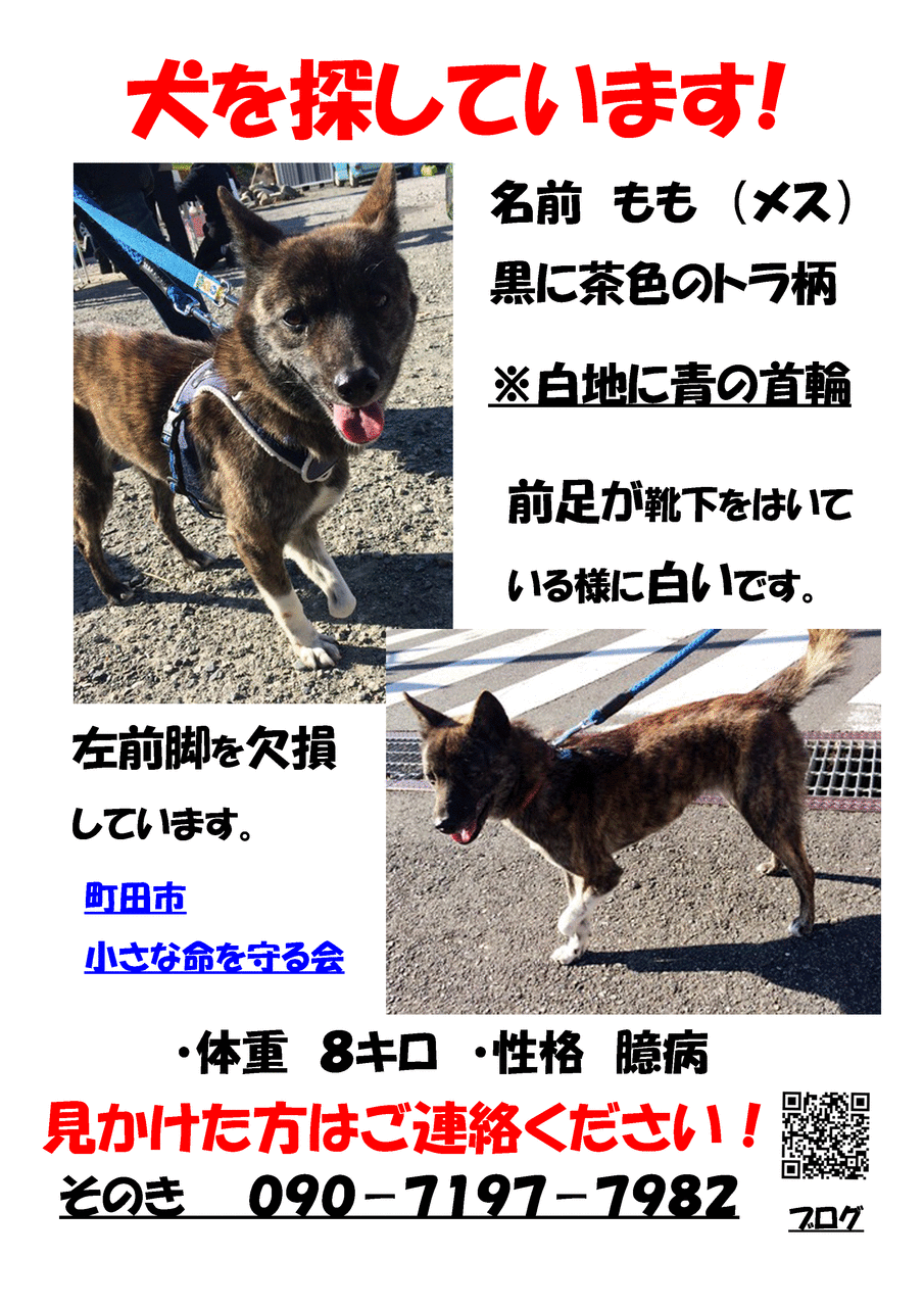 迷子犬情報 小さな命を守る会 命をつなごう