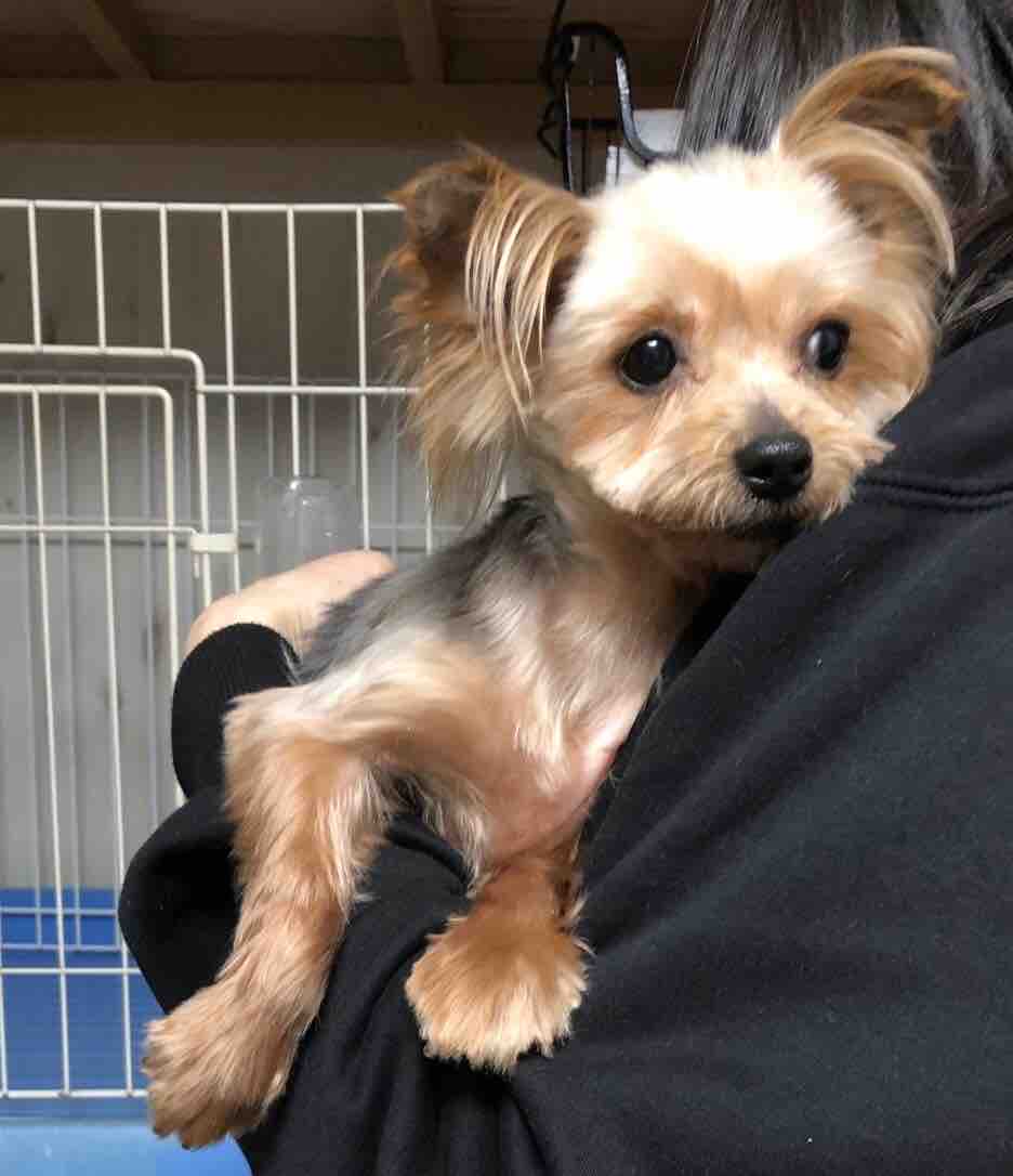 ヨークシャテリアのあおば 里親募集 小さな命を守る会 命をつなごう