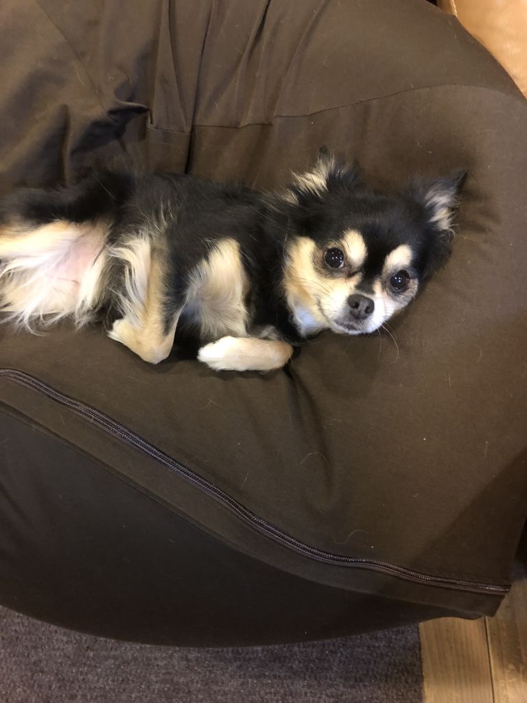 チワワのカカオちゃん 幸せ報告 小さな命を守る会 命をつなごう