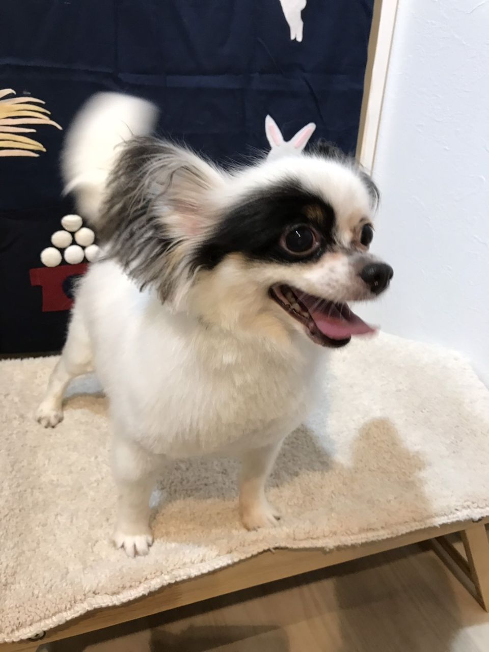 パピチワのおとめ 里親募集 小さな命を守る会 命をつなごう