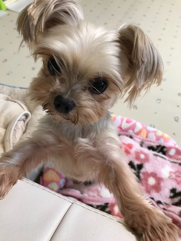 ヨークシャテリアのみらん里親募集 小さな命を守る会 命をつなごう