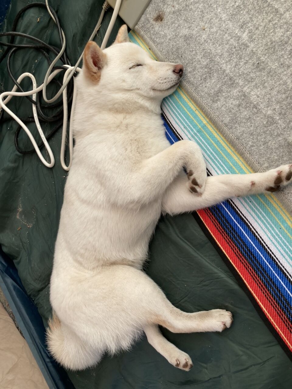 卒業犬らんちゃん ひなちゃん の幸せ報告 小さな命を守る会 命をつなごう