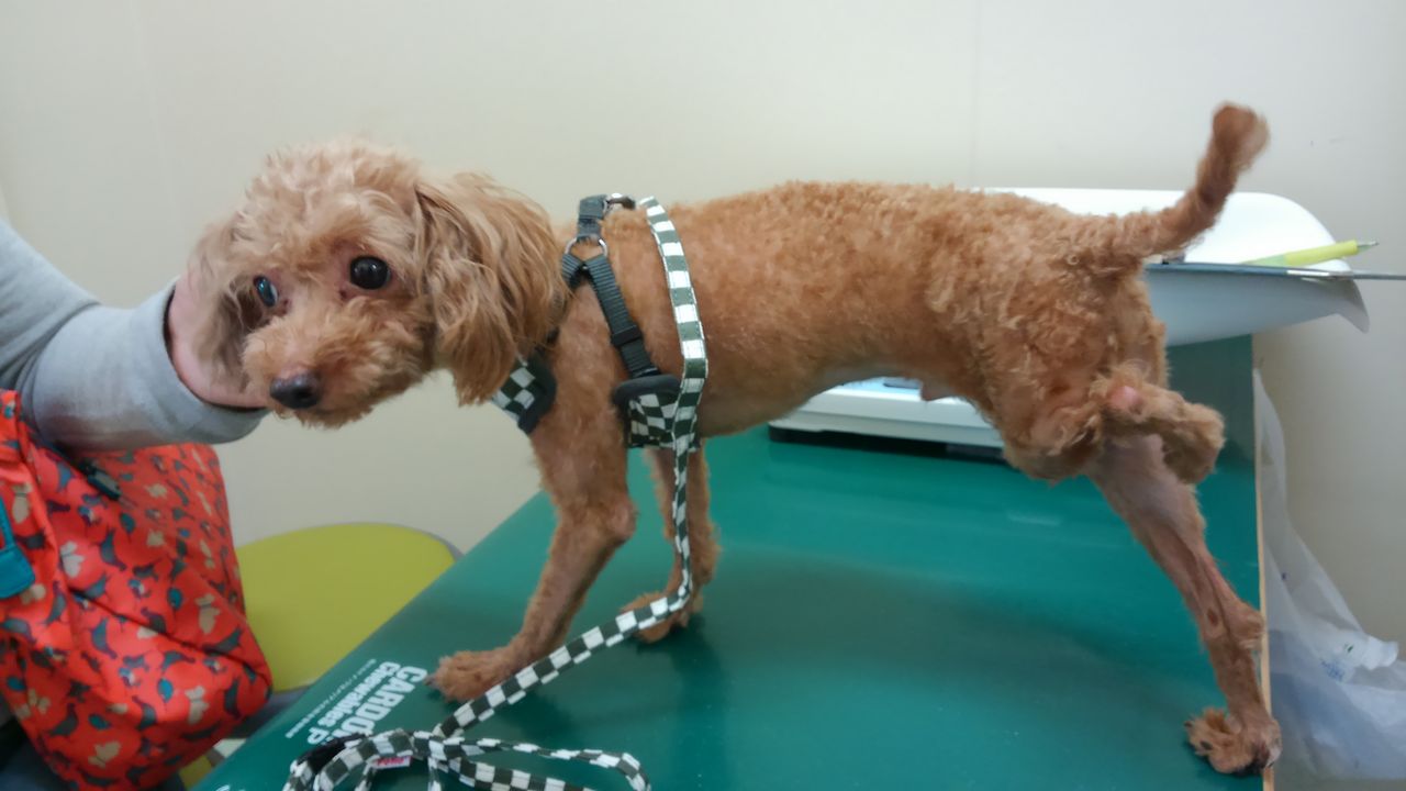 トイプードルのこむぎ 里親募集中 小さな命を守る会 命をつなごう