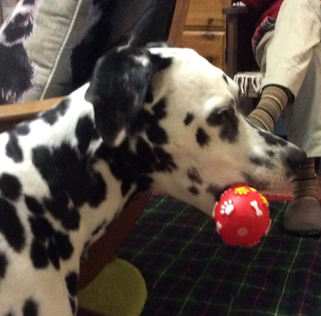 モナカちゃんの近況報告を頂きました 小さな命を守る会 命をつなごう