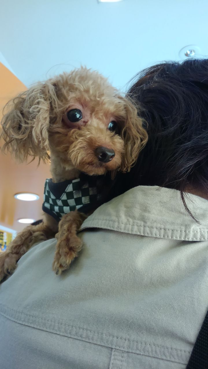 トイプードルのこむぎ 里親募集中 小さな命を守る会 命をつなごう