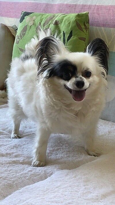 パピチワのおとめちゃん 近況報告 小さな命を守る会 命をつなごう