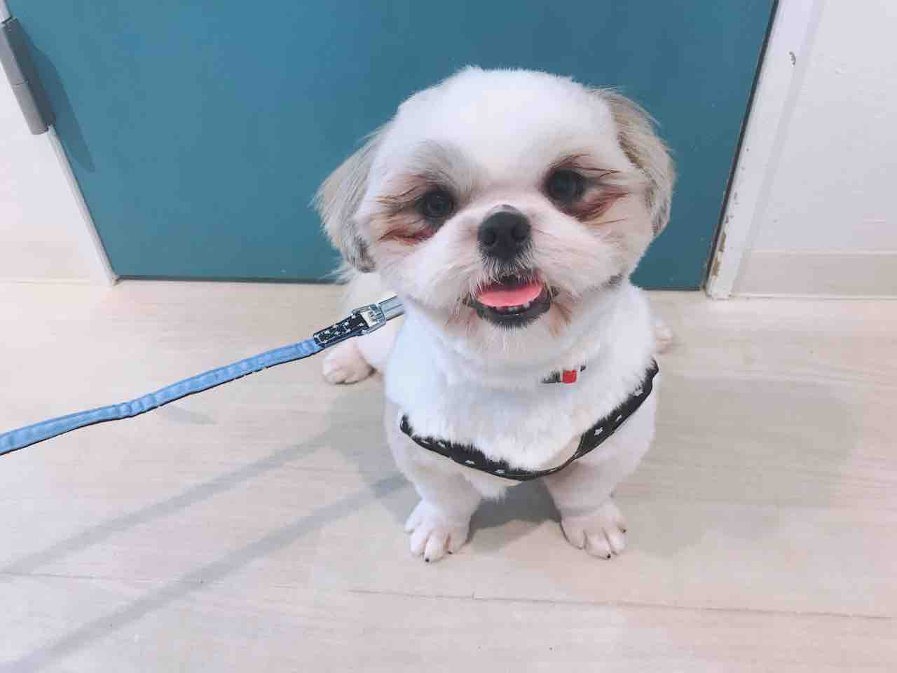 シーズーのポンズ里親募集 小さな命を守る会 命をつなごう