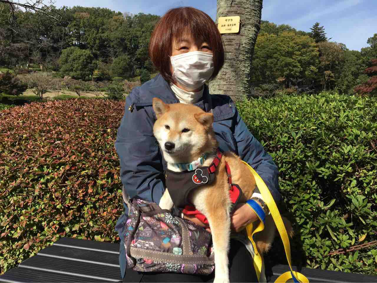 豆柴 さくら 正式譲渡 小さな命を守る会 命をつなごう 豆柴 さくら 正式譲渡 小さな命を守る会 命をつなごう