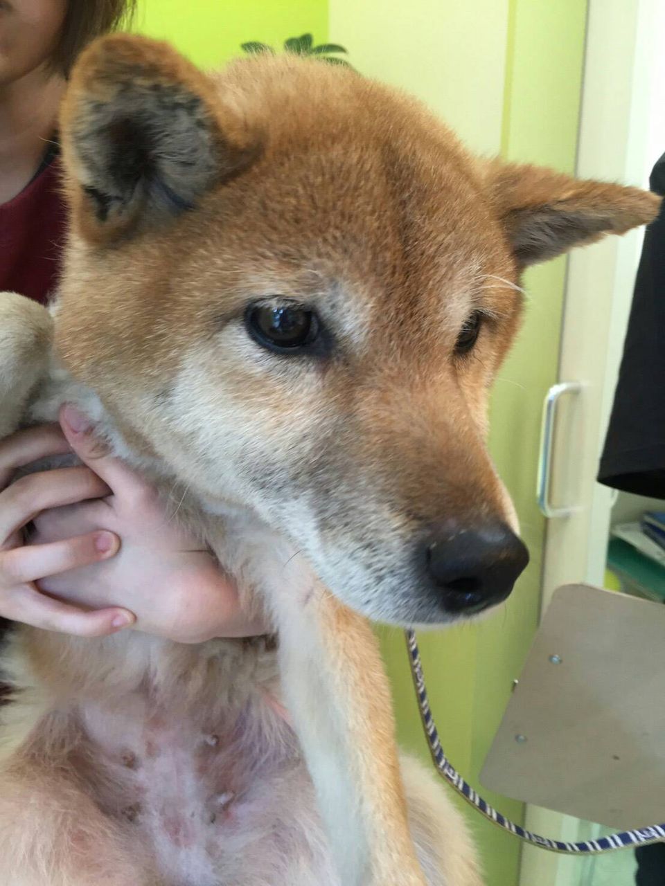 飯能市のブリーダー崩壊からレスキューした子達 小さな命を守る会 命をつなごう