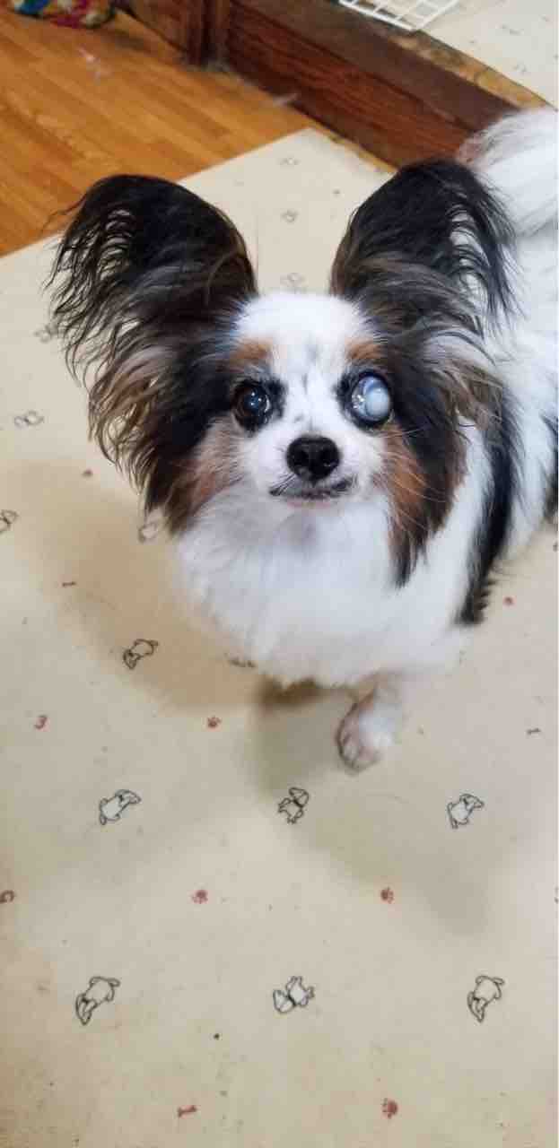 パピヨンのバル 里親募集 小さな命を守る会 命をつなごう