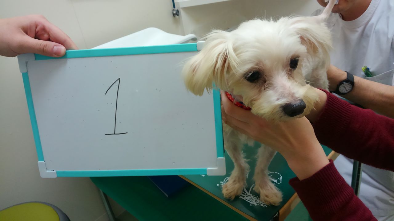 長崎多頭飼育崩壊のマルチーズを受け入れました 小さな命を守る会 命をつなごう 長崎多頭飼育崩壊のマルチーズを受け入れました 小さな命を守る会 命をつなごう