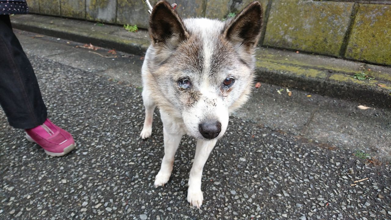 雑種のラブちゃん 里親募集 小さな命を守る会 命をつなごう 雑種のラブちゃん 里親募集 小さな命を守る会 命をつなごう