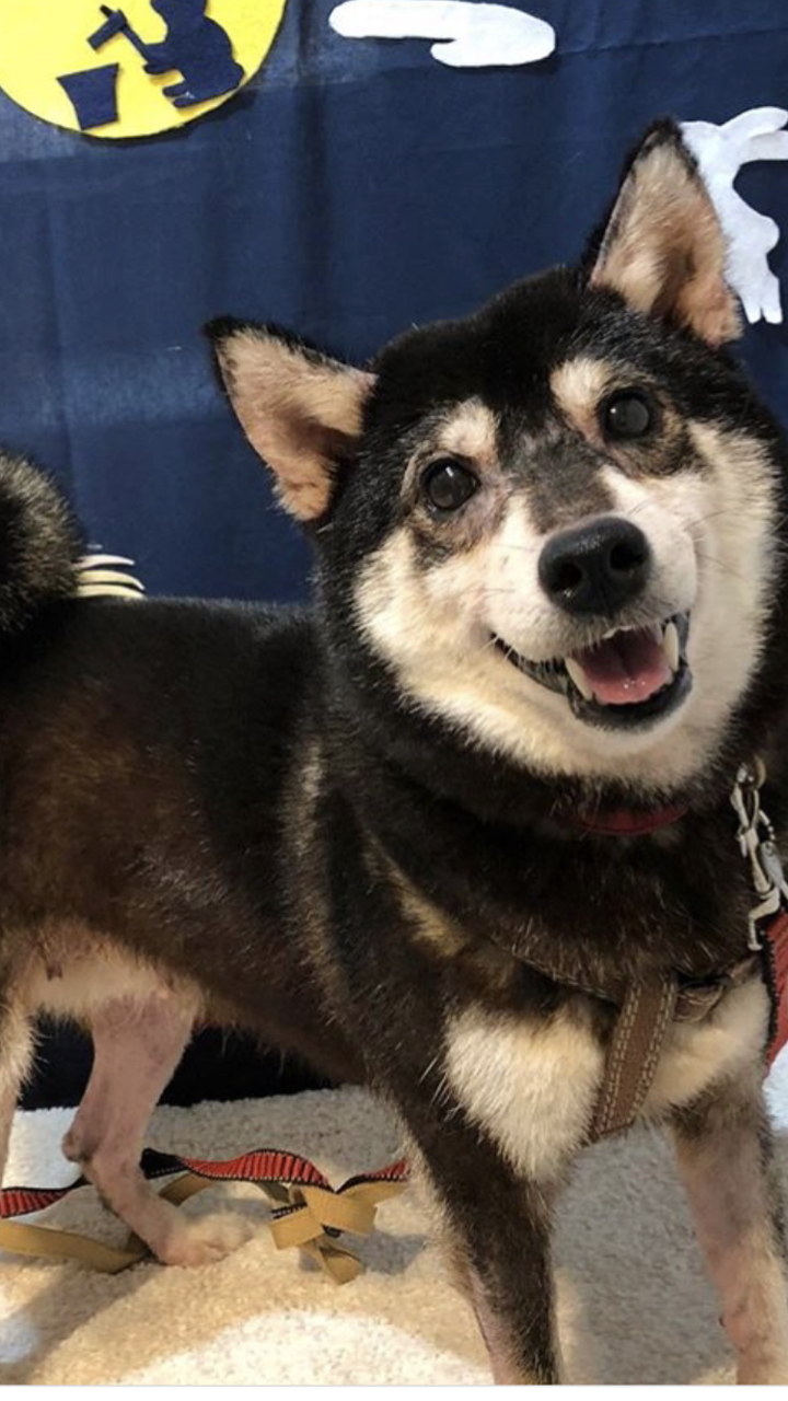 黒柴のもずく里親募集 小さな命を守る会 命をつなごう