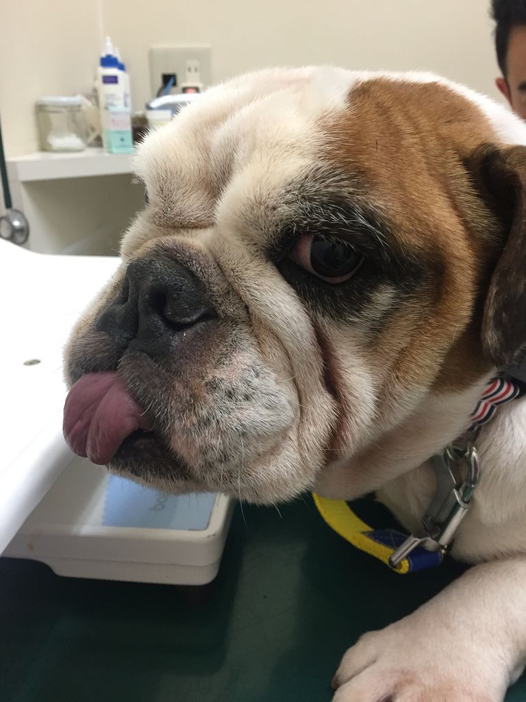 ブルドックの海老蔵 里親募集 小さな命を守る会 命をつなごう