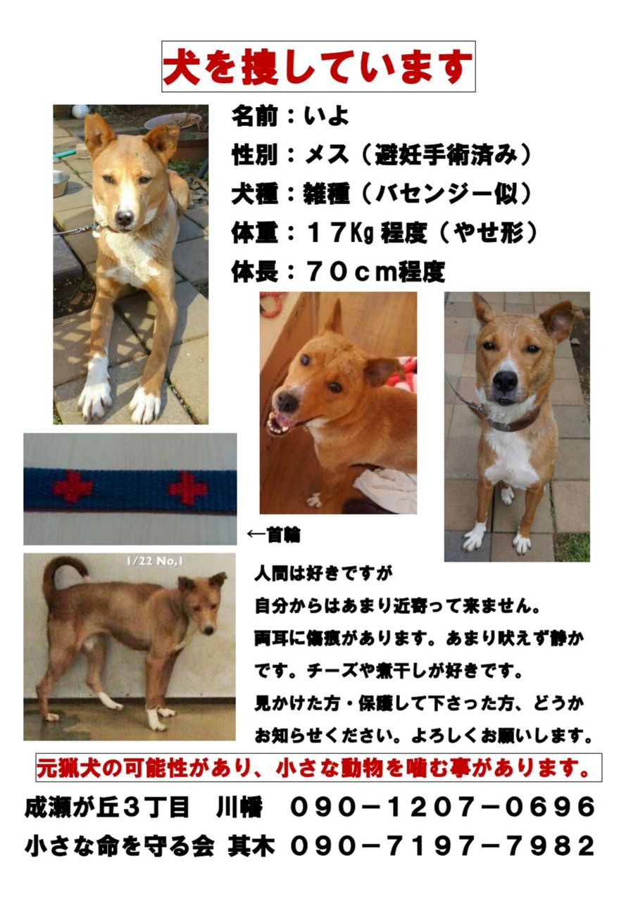 迷子犬 いよちゃんのポスター掲示にご協力をお願いします 小さな命を守る会 命をつなごう