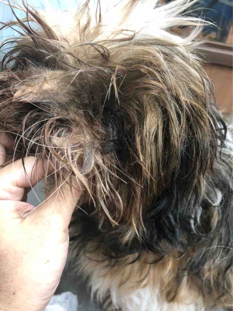 シーズーのムク 里親募集 小さな命を守る会 命をつなごう シーズーのムク 里親募集 小さな命を守る会 命をつなごう