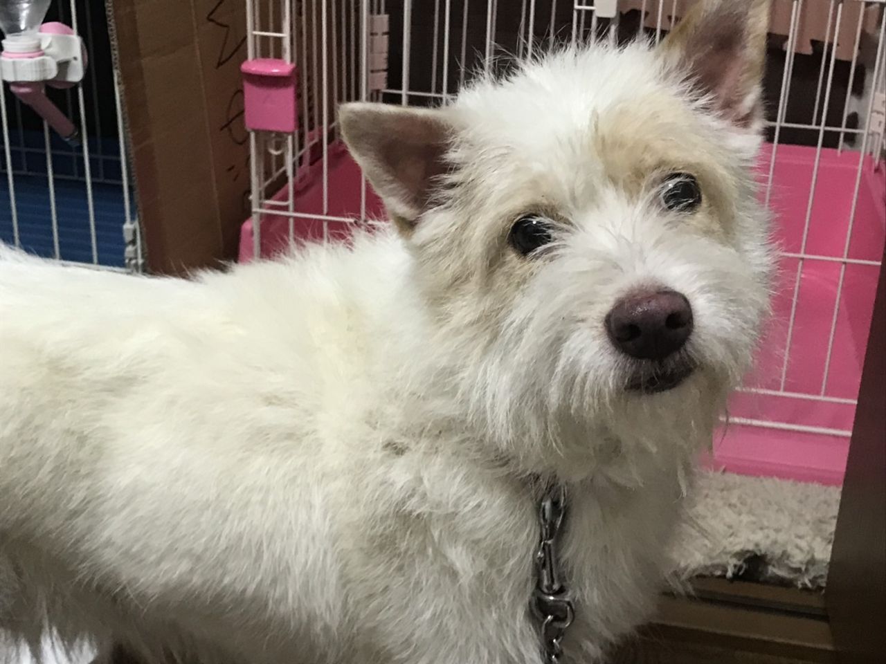 テリア系ミックスのムク里親募集 小さな命を守る会 命をつなごう