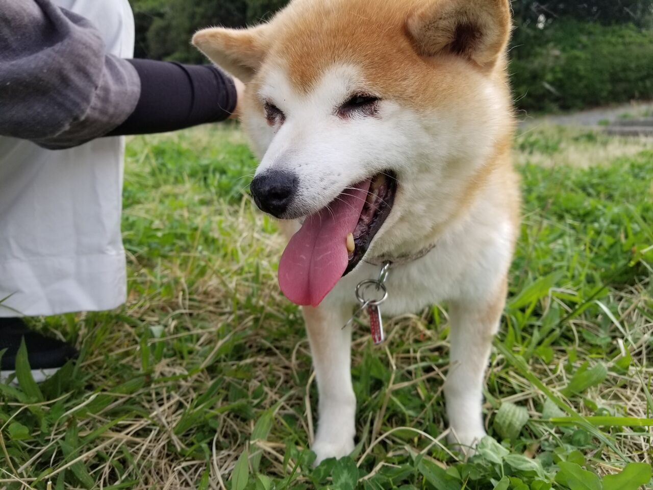 訃報 柴犬のつむぎちゃん 小さな命を守る会