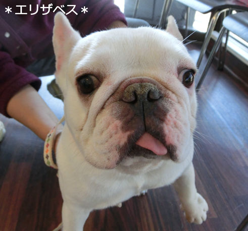 里親 フレンチ ブルドッグ