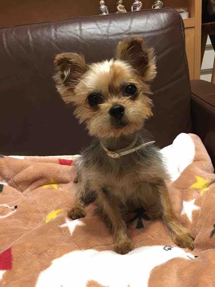 ヨーキーの蘭ちゃん里親募集 小さな命を守る会 命をつなごう ヨーキーの蘭ちゃん里親募集 小さな命を守る会 命をつなごう