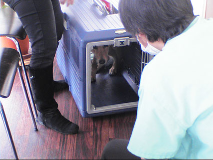ご報告 長崎から多頭飼育崩壊犬13頭がきました 小さな命を守る会 命をつなごう ご報告 長崎から多頭飼育崩壊犬13頭がきました 小さな命を守る会 命をつなごう