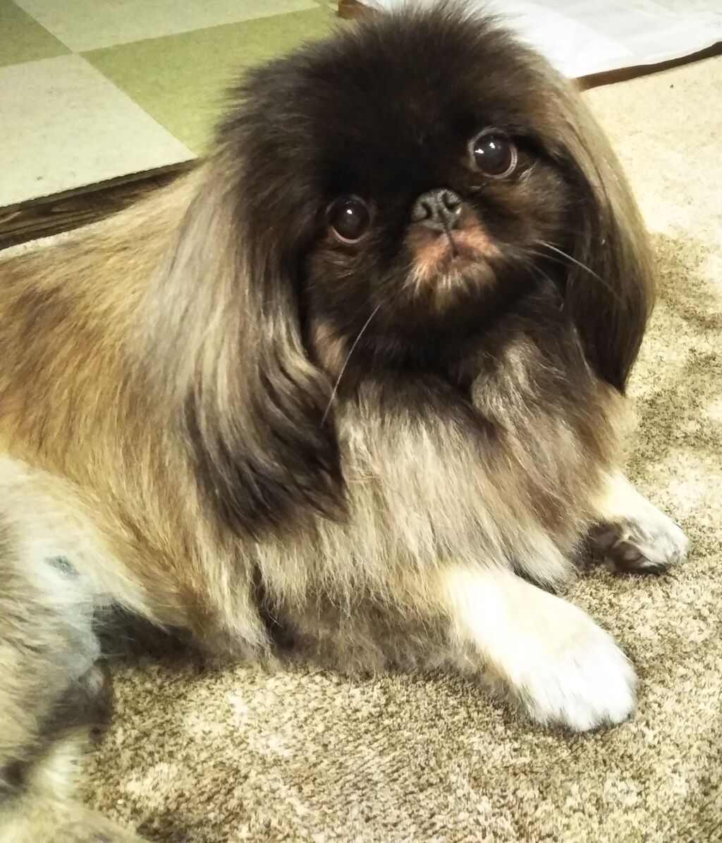 ペキニーズの がんも 里親募集です 小さな命を守る会 命をつなごう