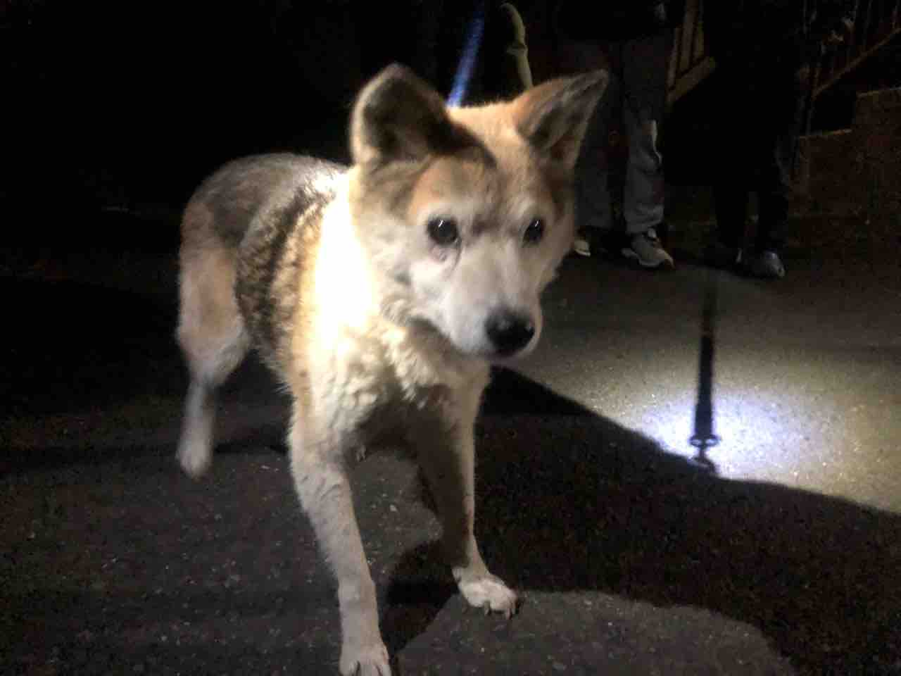 犬 町田 保護