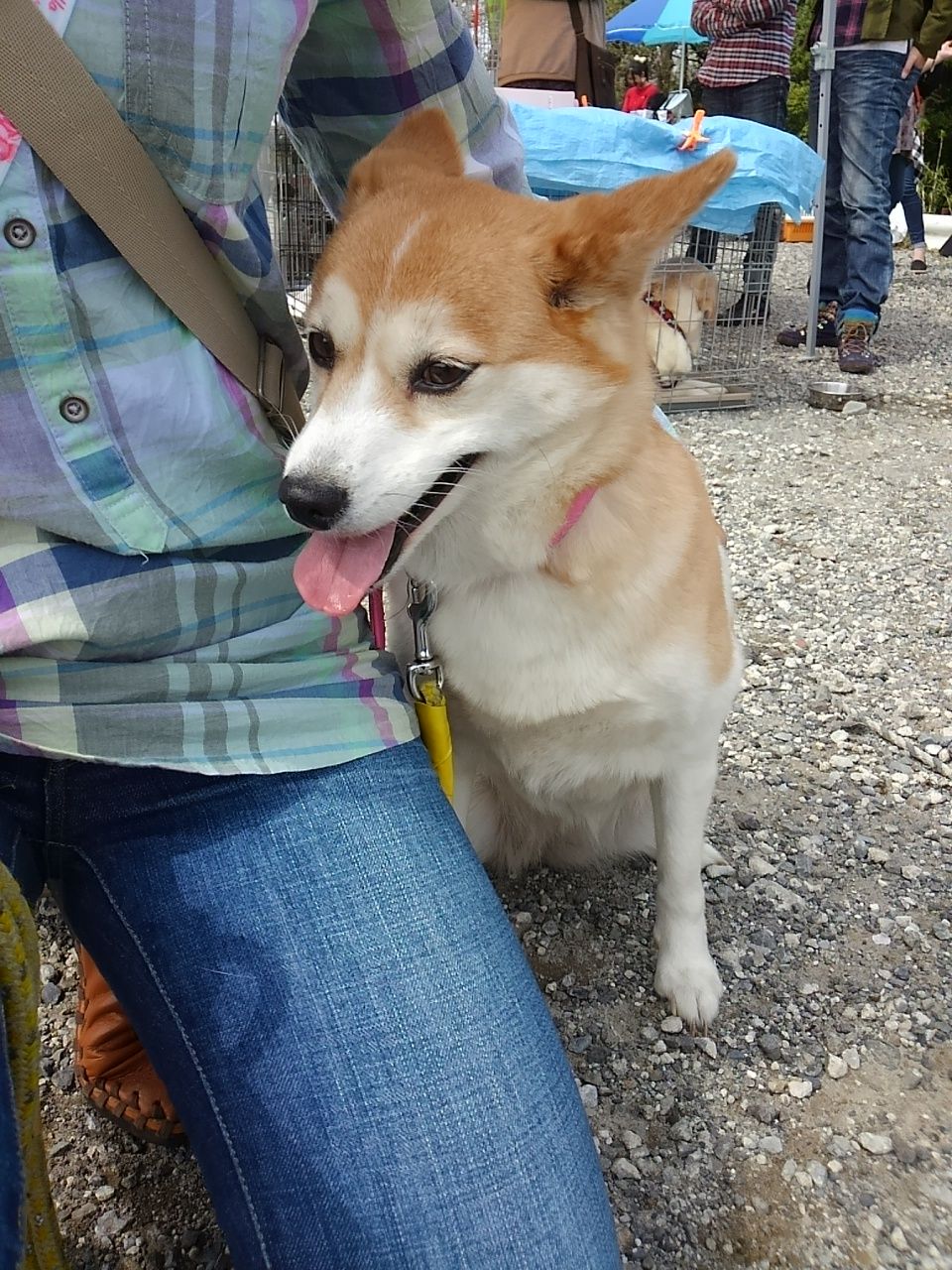 柴犬ミックスのエリー 里親募集中 小さな命を守る会 命をつなごう 柴犬ミックスのエリー 里親募集中 小さな命を守る会 命をつなごう