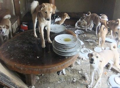 長崎からきたチャッピー君＊里親募集中 : 小さな命を守る会 ～命を 