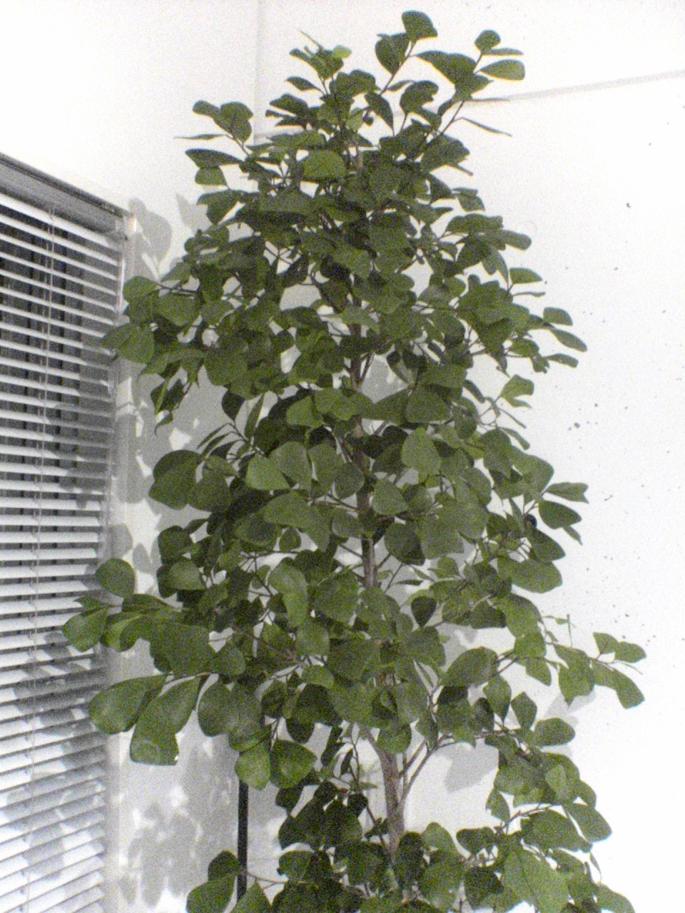 フィカス トリアングラリス チ カ ロ グ