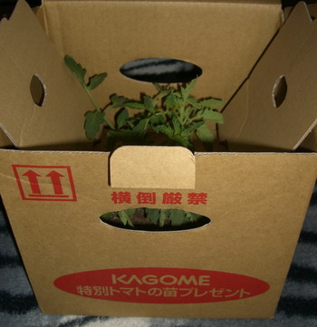 CIMG7852 の補正