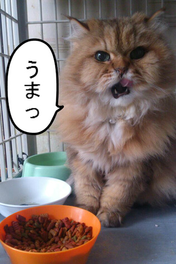 BlogPaint