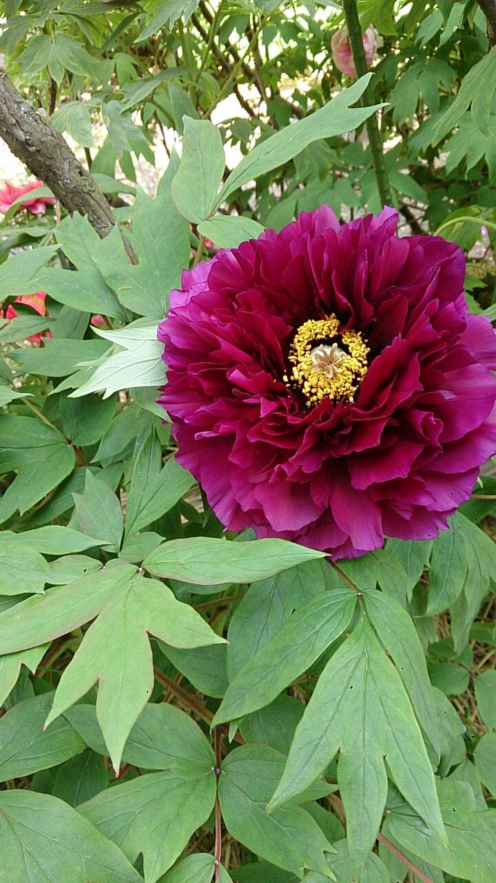 立てば芍薬座れば牡丹歩く姿は百合の花 和食を楽しむ老舗料亭ちかげ女将の細腕繁盛記 立てば芍薬座れば牡丹歩く姿は百合の花 和食を楽しむ老舗料亭ちかげ女将の細腕繁盛記